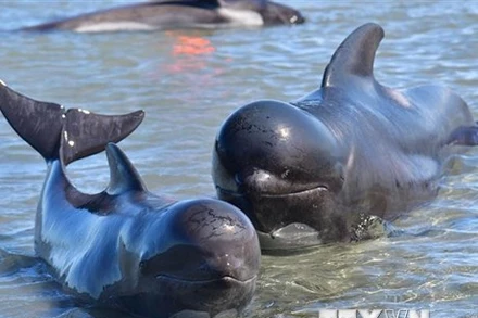 Cá voi hoa tiêu mắc cạn tại Farewell Spit, New Zealand tháng 2/2017. (Ảnh: AFP/TTXVN)