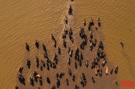 Mùa len trâu là bức tranh thiên nhiên vô cùng đặc biệt của mùa nước nổi miền Tây Nam Bộ.