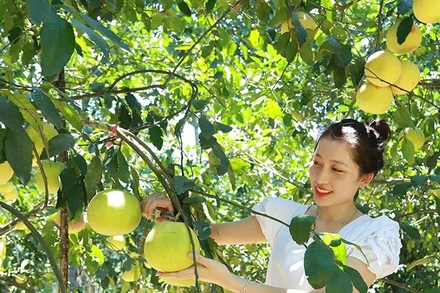 Bưởi Phúc Trạch (Hương Khê) đã được Liên minh châu Âu (EU) chính thức bảo hộ sở hữu trí tuệ. Nhiều vườn bưởi Phúc Trạch sản xuất theo tiêu chuẩn VietGAP và được công nhận đạt OCOP 3 sao. (Ảnh: baohatinh.vn) 