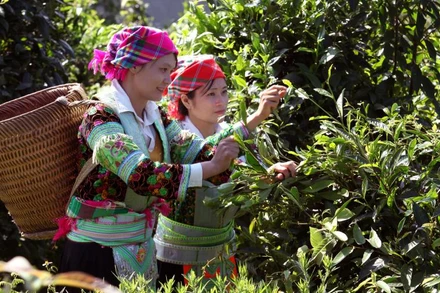 Những cây chè cổ thụ ở thôn Khau Tràng, xã Hồng Thái, huyện Na Hang, Tuyên Quang, là nguồn nguyên liệu quý để sản xuất chè Sơn Trà.