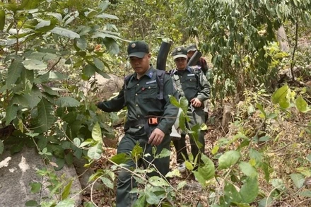 Lực lượng quản lý rừng vất vả di chuyển qua các bụi cây, dây leo để tuần tra, bảo vệ rừng tại khu vực núi Cấm, thị xã Tịnh Biên, tỉnh An Giang. (Ảnh: TTXVN) 