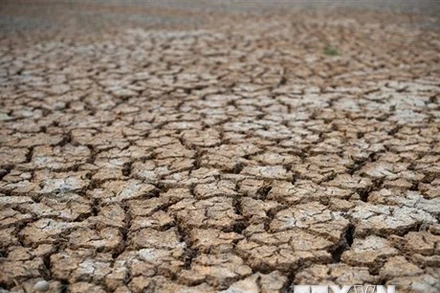 Cánh đồng lúa khô hạn. (Ảnh: AFP/TTXVN)