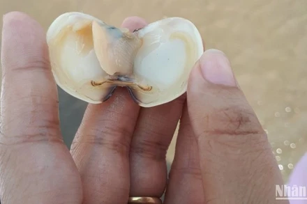 Con nghêu chết chưa xác định được nguyên nhân.