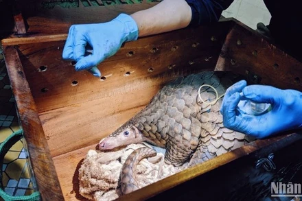 Kiểm tra cứu hộ các cá thể tê tê bị buôn bán, vận chuyển trái phép.