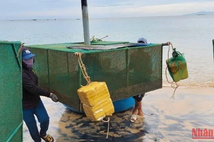 Ngư dân Phú Yên khẩn trương di dời lồng bè chạy bão cho tôm hùm.