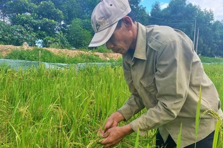 Lúa hè thu ở xã Liên Thủy, huyện Lệ Thủy bị chuột cắn phá tan hoang.