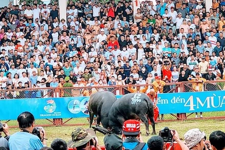 Khán giả cổ vũ nồng nhiệt trong một kháp đấu tại Hội chọi trâu Đồ Sơn 2022.