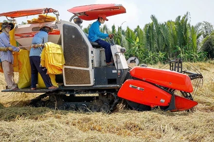 Thu hoạch lúa tại tỉnh Sóc Trăng. (Ảnh: AN ĐỨC)