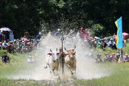 Lễ hội đua bò truyền thống của đồng bào Khmer. 