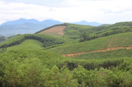 Bạt ngàn rừng keo ở vùng tả ngạn sông Lam. (Ảnh: BÁ HẬU)