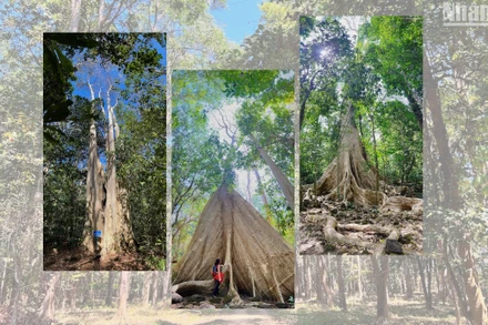 “Tắm rừng” Cát Tiên