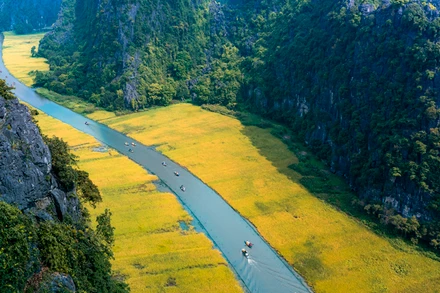 Sắc vàng Tam Cốc. (Ảnh: Sở Du lịch Ninh Bình cung cấp)