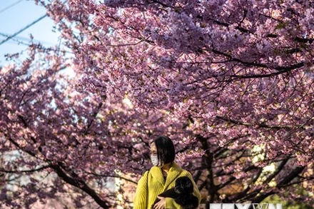 Hoa anh đào nở rộ tại Miura, tỉnh Kanagawa, Nhật Bản, ngày 27/2/2023. (Ảnh: AFP/TTXVN)