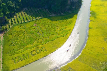 Bức tranh "Lý ngư vọng nguyệt" trên cánh đồng bên dòng sông Ngô Đồng. (Ảnh: Sở Du lịch Ninh Bình)