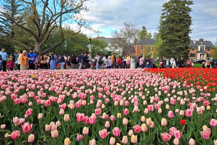 [Ảnh] Mãn nhãn với rừng hoa tulip khoe sắc rực rỡ ở thủ đô Ottawa, Canada 