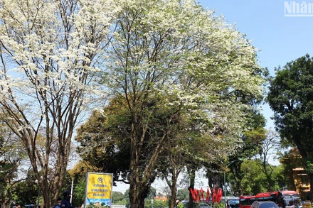 [Ảnh] Ngắm hoa sưa bừng sáng góc phố Điện Biên Phủ