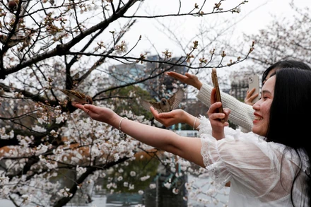 Du khách chụp ảnh bên hoa anh đào tại công viên Ueno, Tokyo, Nhật Bản, tháng 3/2023 (Ảnh: REUTERS)
