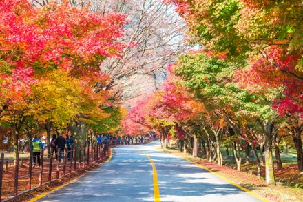 Hàn Quốc là một trong ba điểm đến được du khách Việt Nam yêu thích nhất sau khi các biện pháp hạn chế vì Covid-19 được dỡ bỏ (Ảnh: visitkorea)