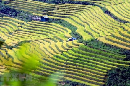 Mùa vàng rực rỡ trên vùng biên Lai Châu 