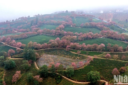 Lựa chọn những điểm đến ít người biết đến cũng là một cách giúp phát triển du lịch bền vững. (Ảnh: Mai anh đào bung nở ở đồi chè Ô Long, Sa Pa - THÀNH ĐẠT)