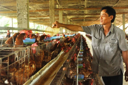 Nhờ có nguồn vốn chính sách ưu đãi, nhiều hộ chăn nuôi ở xã Hòa Tịnh, huyện Chợ Gạo, tỉnh Tiền Giang, đã vượt qua khó khăn.