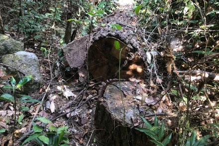 Hàng chục cây gỗ nghi là cây thông Caribe ở rừng phòng hộ Phú Ninh bị các đối tượng đốn hạ.