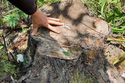 Ghi nhận nhiều gốc cây đã bị cưa hạ tại khoảnh 2, 3 Tiểu khu 582 khu vực Dương Huê, xã Tam Dân, huyện Phú Ninh, tỉnh Quảng Nam.