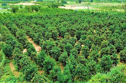 Thủ phủ quất cảnh của tỉnh Quảng Nam tất bật cho thị trường Tết Nguyên đán Ất Tỵ 2025.