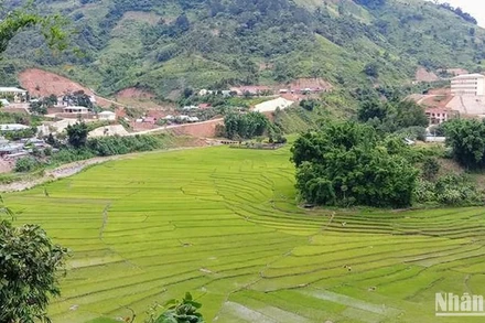 Cánh đồng lúa nước của đồng bào Cơ Tu ở xã A Xan, huyện miền núi Tây Giang, Quảng Nam. (Ảnh: Quốc Việt)