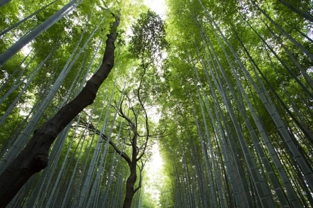 Ảnh minh họa: UNEP.