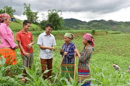 Hướng dẫn người dân bản Tà Han, xã Xuân Lạc, huyện Chợ Đồn, Bắc Kạn, trồng ngô năng suất cao. (Ảnh: Trần Hải)