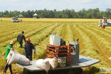Thu hoạch lúa đông xuân tại xã Phú Nhuận, huyện Cai Lậy, Tiền Giang. (Ảnh: NGUYỄN SỰ)