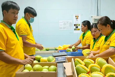 Sơ chế, đóng gói, bảo quản xoài tại Công ty TNHH Kim Nhung, thành phố Cao Lãnh, tỉnh Ðồng Tháp. 