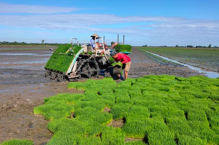 Qua đổi mới sinh hoạt chi bộ, nhiều mô hình sản xuất tại xã Mỹ Ðông, huyện Tháp Mười, Ðồng Tháp, mang lại hiệu quả cao. (Ảnh: Hoàng Kha)