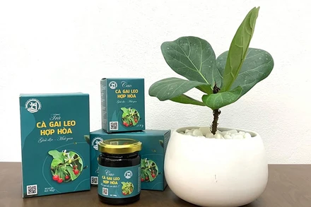 Trà cà gai leo Hợp Hòa, sản phẩm OCOP của Tuyên Quang. (Ảnh: OCOP Sơn Dương, Tuyên Quang)