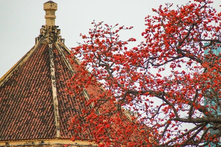 [Ảnh] Rực rỡ hoa gạo tháng 3