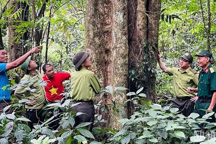 Rừng cây tại xã Việt Hồng, huyện Trấn Yên, Yên Bái. (Ảnh minh họa: Thanh Sơn)