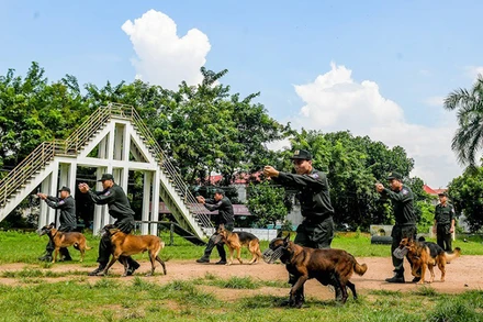 Các chú chó cùng huấn luyện viên luyện tập không kể nắng mưa trên thao trường.