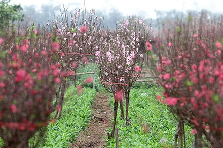 Vườn đào ngày Tết. (Ảnh: KHIẾU MINH)