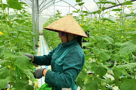 Mô hình trồng dưa hữu cơ ở xã Quảng Tân, huyện Đầm Hà, Quảng Ninh. (Ảnh: Quang Thọ)