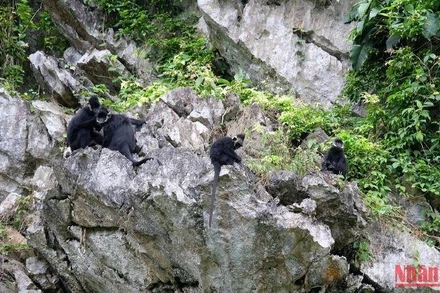 Voọc gáy trắng sống trên núi đá vôi của huyện Tuyên Hóa, tỉnh Quảng Bình. (Ảnh: HƯƠNG GIANG)