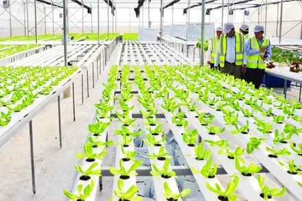 Trang trại DelcoFarm tại xã Nguyệt Đức, huyện Thuận Thành, Bắc Ninh. (Ảnh: Phi Trường)