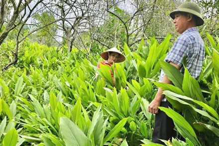 Vùng trồng nguyên liệu cây nghệ nếp của Hợp tác xã Nông nghiệp Tân Thành, thành phố Bắc Kạn. (Ảnh: THU TRANG).
