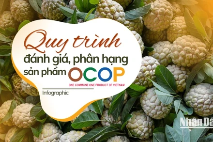 [Infographic] Quy trình đánh giá, phân hạng sản phẩm OCOP 