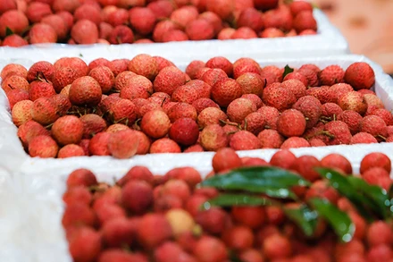 Vải thiều Lục Ngạn. (Ảnh: Thành Đạt)