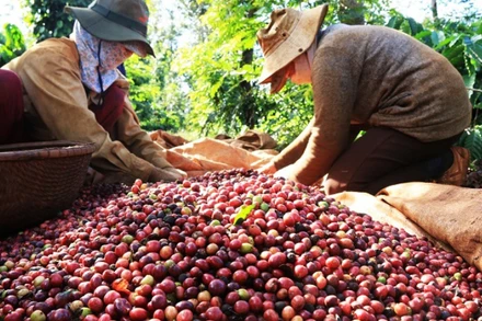 [Video] Cà phê Việt Nam bứt phá từ chất lượng và thị trường xuất khẩu