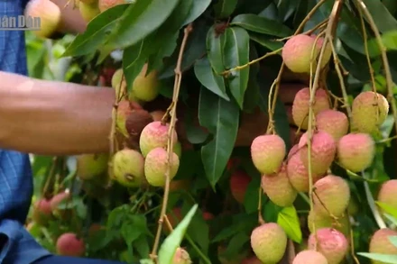 [Video] Tân Yên: 15.000 tấn vải thiều sớm sẵn sàng phục vụ thị trường