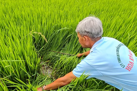 Lão nông Tư Kiêm thăm đồng sáng Mùng 4 Tết.