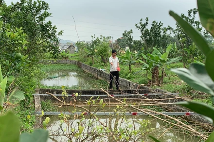 Mô hình trang trại đa canh của anh Vũ Ngọc Tú (thôn Nham Tràng, xã Thanh Tân, huyện Thanh Liêm)