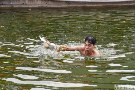 [Ảnh] Độc đáo cuộc thi vây bắt vịt tại lễ hội xuân Lại Yên